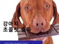 강아지가 '초콜릿'을 먹었을 때 