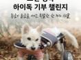 '댓글 1건당 1팩 기부'...하이독, 동물자유연대와 '노견 행복 기부 챌린지' 진행