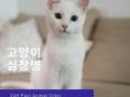 고양이 심장병 종류와 단계 알아보기