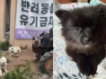 떠돌이 개 묶어 놓고 음식물쓰레기 먹이며 불법 도축 의심..항의하자 폭행