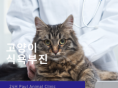 고양이 식욕부진 원인과 대처 방법 알아보기 