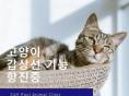 고양이 갑상선 기능 항진증에 대해 알아보기