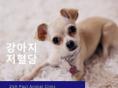 강아지 저혈당의 원인과 치료법