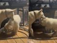 장난치는 신입 강아지 '군기' 잡은 선배 셰퍼드의 위엄..'정신 차리게'