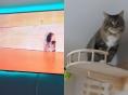 '그럴 리 없어..' 좋아하는 TV 없어진 뒤 현실 부정한 고양이