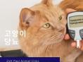 고양이 당뇨 관리와 치료법