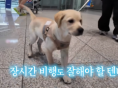 어린 강아지 나이 부풀려 해외 입양 보낸 동물단체..검역본부 나섰다