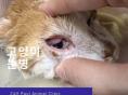 '고양이 눈병' 원인부터 치료까지! 