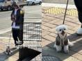 설영우, 반려견 '설탕이'와 산책하는 근황 공개..."오랜만에 만나는 설 씨 부자"