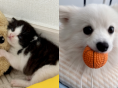 길에서 아기 고양이 데려왔더니..가장 신난 건 '우리 집 개'