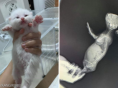 배 부어오른 아깽이 데리고 온 집사에 수의사가 한 말.."살찐 겁니다"