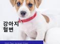 강아지 혈변, 피똥 쌀때 원인 알아보기