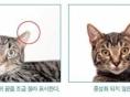 은평구, '길고양이 중성화(TNR) 사업' 내달 1일부터 재개