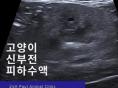 고양이 신부전 초기 증상과 치료 방법 알아보기