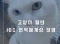 고양이 혈변, IBD 면역 매개성 장염에 대해 알아보기