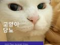 "고양이 당뇨, 조기 발견이 중요합니다"