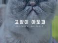 고양이 아토피 피부염이란?