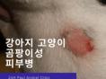 강아지&고양이  곰팡이성 피부병 '링 웜' 증상과 치료법
