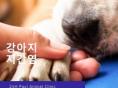 강아지 '발사탕' 지간염 관리법 알아보기