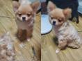 주인에게 미용 당하고(?) 허탈한 표정 지은 강아지.."이게 뭐야?