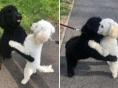 산책하다 우연히 만난 '멍멍이' 자매..반가움에 격한 포옹 나눠
