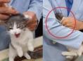 주사 2대 맞고 수의사 품에서 오열하는 고양이.."서럽다냥!"