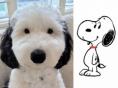 스누피 실사판 강아지 등장에 누리꾼 심쿵...'인형보다 더 닮아'