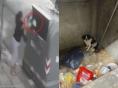 꼬리치는 강아지 그대로 쓰레기통에 버린 비정한 견주 CCTV에 포착