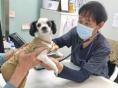 성남시, 시립동물병원 진료 대상 '시민에 입양된 유실·유기동물'로 확대