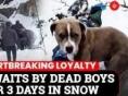 눈 쌓인 인도 설산서 4일간 죽은 주인 지킨 반려견 