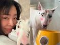 방송인 이혜영, 반려견에 낙서 같은 화장…‘동물 학대’ 논란