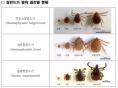 봄철 참진드기 '위험'…반려동물·가축 감염 주의