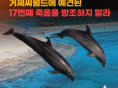 동물자유연대, "거제 씨월드에 예견된 17번째 고래의 죽음을 방조하지 말라"