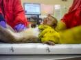 동물시험없는 화학물질 유해성평가 시대 연다… 민관합동 TF 출범