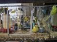 미국 앵무새 농장의 참혹한 사육 실태 고발-PETA