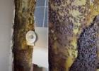 `화장실 벽 뜯어내자`..8만마리 벌집 발견한 美부부 