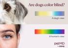 개는 어떤 색을 볼 수 있나요?