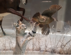 집사가족의 생계를 도운 고양이의 참새 사냥