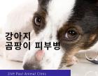 강아지 링웜(곰팡이성 피부병)의 증상과 진단 그리고 치료까지!