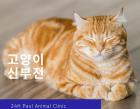 고양이 신부전 증상과 진단, 치료법 알아보기