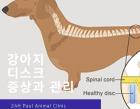 강아지 디스크 증상과 관리방법 알아보기