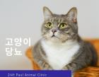 집사 주목! 고양이 당뇨 관리법 알아보기