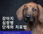 강아지 심장병의 단계와 치료법