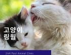 고양이 곰팡이성 탈모 피부병, '링웜'