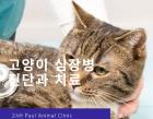 고양이 심장병(심근비대증, 심부전) 진단과 치료