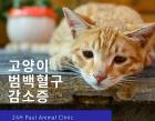 고양이 범백혈구 감소증, 격리 치료