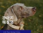 강아지 췌장염은 왜 생길까요?