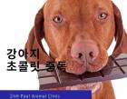 강아지가 '초콜릿'을 먹었을 때 