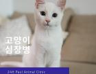 고양이 심장병 종류와 단계 알아보기