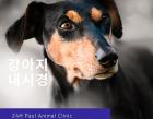강아지 식도 이물 내시경 제거